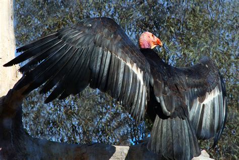 California Condor | A California Condor warms itself in the … | Flickr