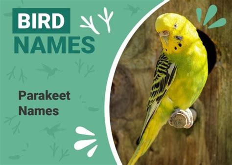 100+ Parakeet Names: Ideas for Colorful & Musical Parakeets | Pet Keen