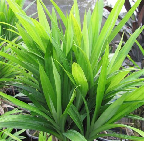 pandanus amaryliifolius edible pandan is an Asian cousine. Uses as a flavouring for rice and ...