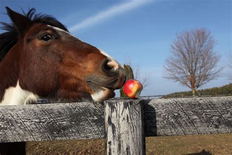 Can Horses Eat Apples? Cautions, FACTS, and Recipes - The Horses Guide