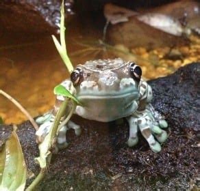 Amazon Milk Frog Care Sheet | Reptiles' Cove