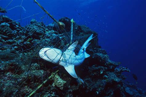 Ghost nets | Ocean Tales | One Ocean Foundation