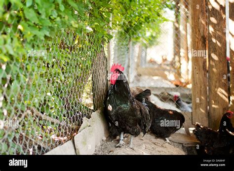 Black australorp rooster Stock Photo - Alamy