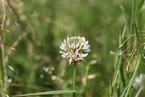 White clover – Trifolium repens - Plant & Pest Diagnostics