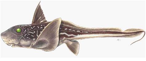 Figure 1 from Hydrolagus mccoskeri sp. nov., a new species of chimaeroid fish from the Galápagos ...