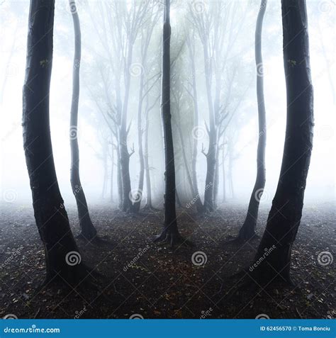 Dark forest with fog stock photo. Image of dusk, blue - 62456570