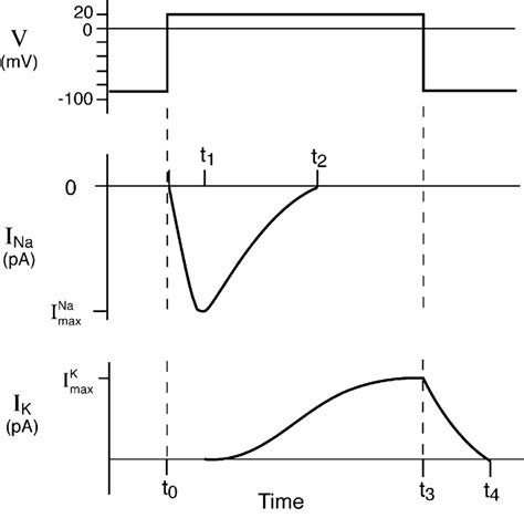 Parameters measured in voltage-clamp experiments. The action potential ...