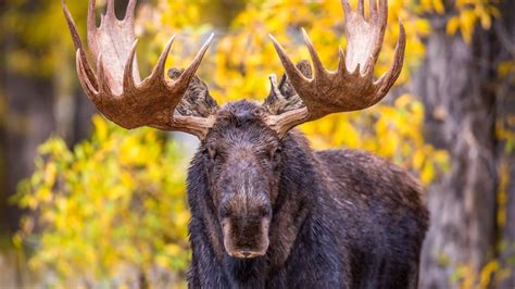 It’s antler shedding season – should you take them home? | Advnture