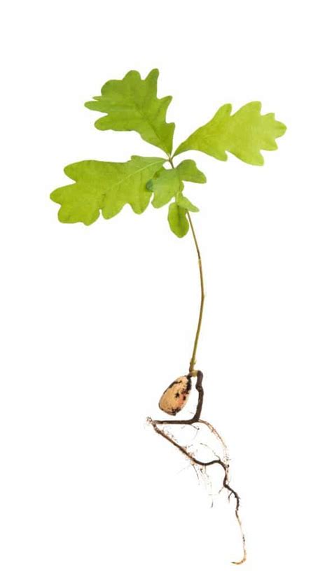 Oak Tree Sapling: How To Grow Plus Where To Buy - Tree Journey