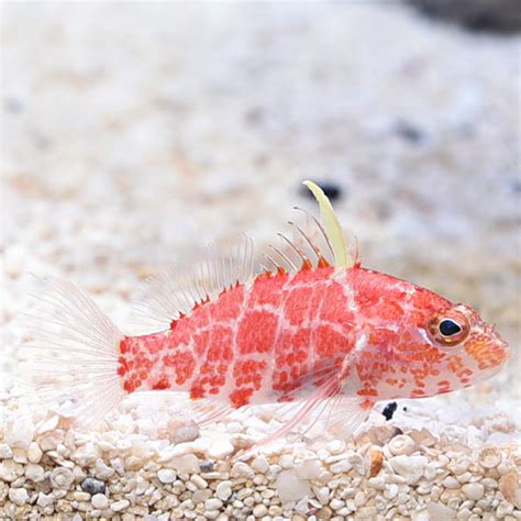 Geometric Pygmy Hawkfish: Saltwater Aquarium Fish for Marine Aquariums