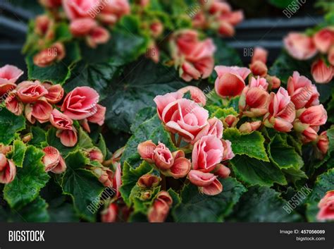 Elatior Begonias Red Image & Photo (Free Trial) | Bigstock