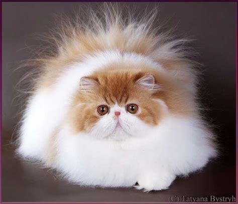 Red tabby and white persian TOY TRICKSY cattery Cute Cats And Kittens ...