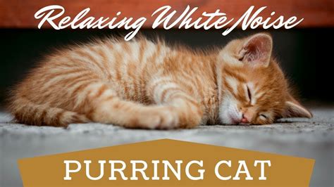 Cat Purring ASMR | Cat Purr White Noise To Soothe a Baby, Relax, Fall As... | Purring cat, Cat ...