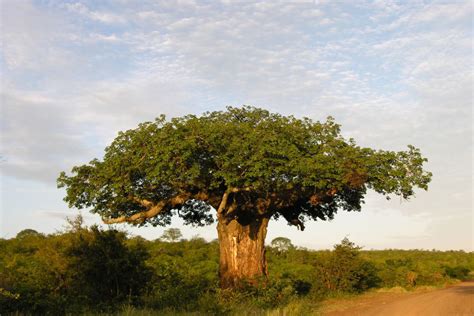 The Mysterious Demise of Africa’s Oldest Trees - Yale E360