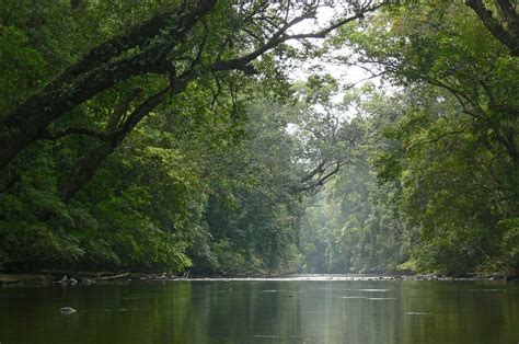 Taman Negara National Park, Pahang, Malaysia | Gokayu, Your Travel Guide