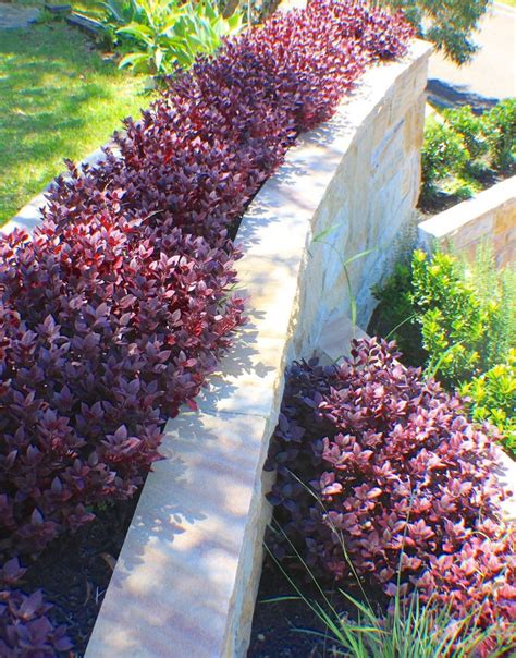 Garden hedges, Native garden, Australian native garden