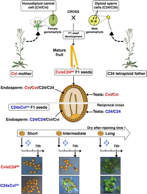 Figures and data in Dormancy-specific imprinting underlies maternal inheritance of seed dormancy ...