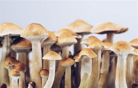 Magic mushrooms are having a moment. How will the feds handle it?