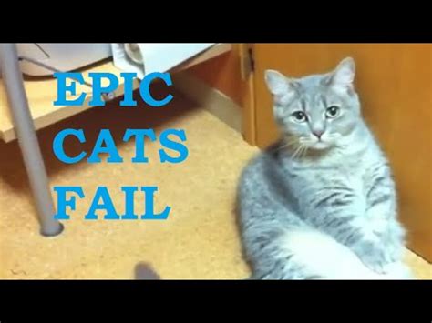 Epic Cats Fail Compilation 2015 || FailBoss - YouTube