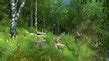 Nature 3D Screensavers - Forest Walk