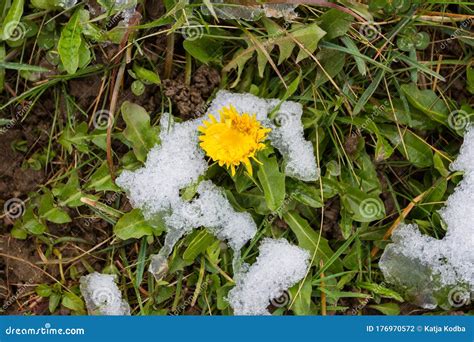 First Wild Dandelion Covered with Snow. Late Snow in March Stock Photo - Image of april, march ...