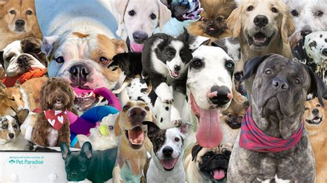 Funny zoom backgrounds dogs - primoopm