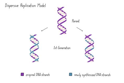 How DNA Replicates | Matthew Meselson | Franklin W. Stahl