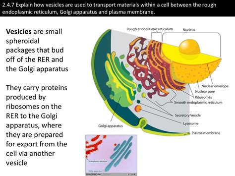 Secretory Vesicles Function In Animal Cell