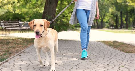 9 Ways to Prevent Injury While Walking the Dog - Athletico