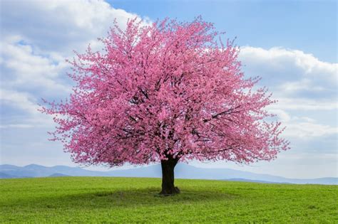 5 Best Flowering Trees That Add Color To Your Yard - Farmers' Almanac