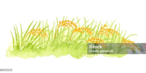 Rice Field Landscape Watercolor Painting On White Background Stock ...