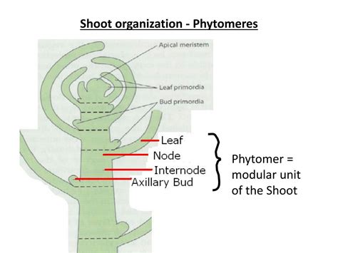 SOLUTION: Shoot and root apical meristem development - Studypool