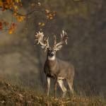Trophy Whitetail Deer by Bill Kinney