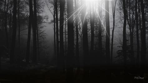 🔥 [44+] HD Dark Forest Wallpapers | WallpaperSafari