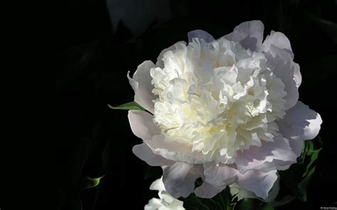 White Peony-Microsoft Windows Desktop Wallpaper Wallpapers View - 10wallpaper.com