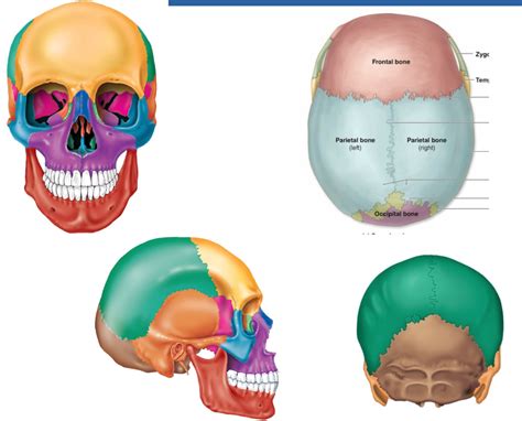 Skull Structure (Sutures) Diagram | Quizlet