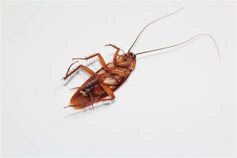 What Causes Roach Infestation?