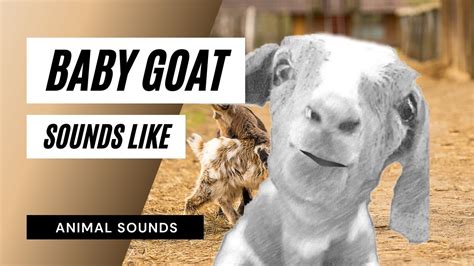 Baby Goat Sounds Like - baby goat sounds। baby goat preaching sounds। best goat sound in village ...