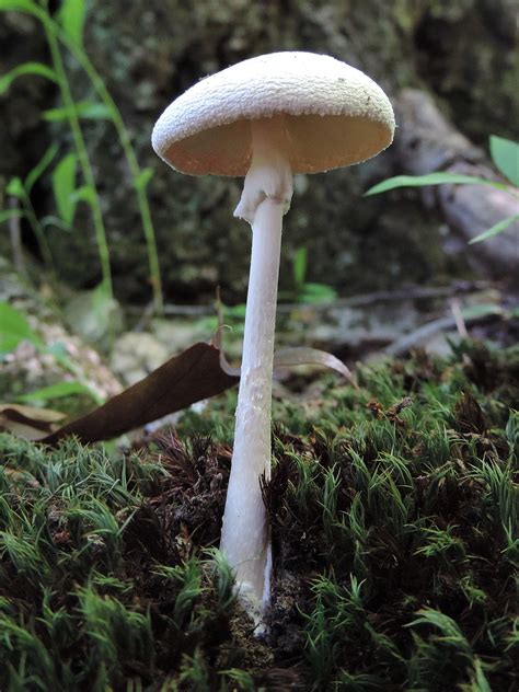 Destroying Angel Mushroom Essence | ubicaciondepersonas.cdmx.gob.mx