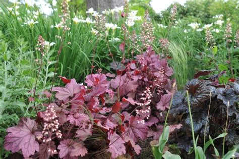 Here Are 24 Types Of Heuchera With Multiple RHS AGM Award Winners To ...