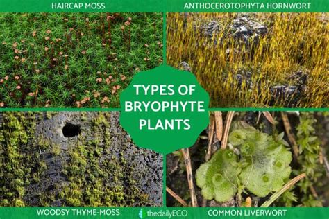 Bryophytes - Definition, Types and Examples of Bryophyta With Photos