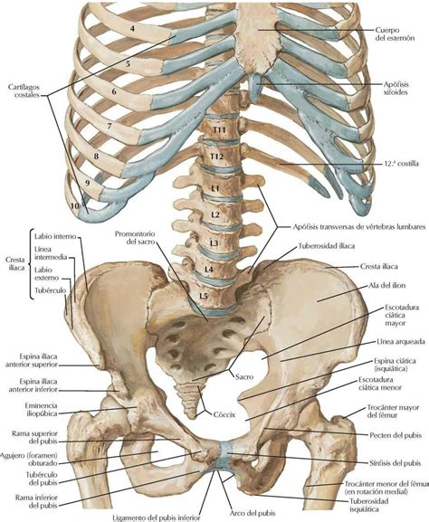 Pared Corporal del Abdomen | Enfermería