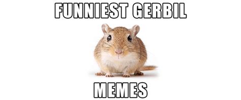 Gerbils: adorably twitchy ears, fluffy fur, quirky memes | Small Pet Select