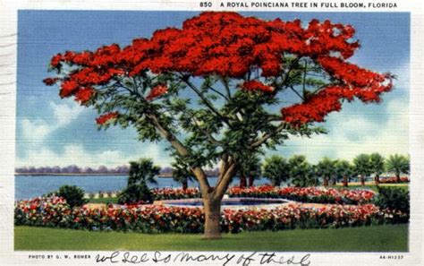 Florida Memory - A royal poinciana tree in full bloom - Florida | Royal poinciana, Poinciana ...