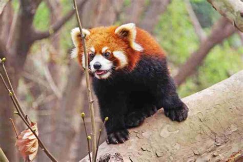 Do Giant Pandas Have Sharp Teeth? [Explained]