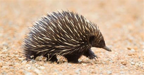 Echidna vs Porcupine: What Are 8 Key Differences? - IMP WORLD