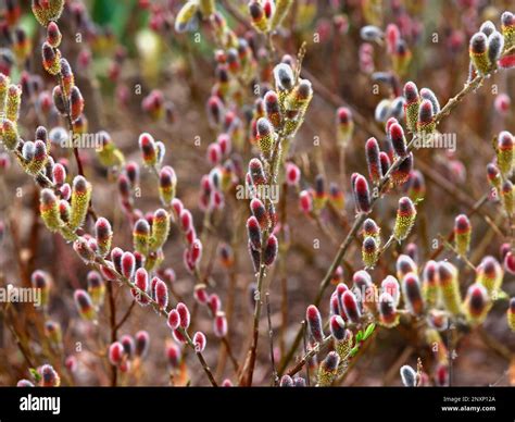 Closeup of the colourful catkins of the garden plant Salix gracilistyla ...