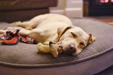 16 Dogs Who Seriously Need a Nap | Dogs, Nap, Dog health