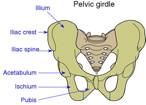 Ilium vs. Ileum: What's the Difference? - Main Difference