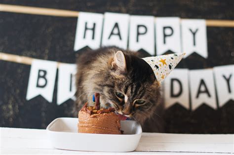 Party Animal: 5 Ways to Celebrate Your Cat’s Birthday - Just Cats Clinic